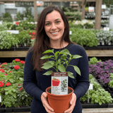 1 Sweet Pepper Red King Plant, Easy to Grow Your Own Vegetables, Garden Ready, 2Ltr Root-Ball - Frankton's