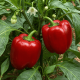 1 Sweet Pepper Red King Plant, Easy to Grow Your Own Vegetables, Garden Ready, 2Ltr Root-Ball - Frankton's