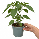 1 Sweet Pepper Redskin Plant, Grow Your Own Veg, Live Pepper Plant for Garden & Patio, 2Ltr Root-Ball - Frankton's