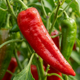 1 Sweet Pepper Thor Live Plant, Outdoor Garden Ready, Grow Your Own Vegetables, 2Ltr Root Ball - Frankton's
