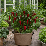 1 Sweet Pepper Thor Live Plant, Outdoor Garden Ready, Grow Your Own Vegetables, 2Ltr Root Ball - Frankton's