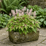 1 Tiarella Angel Wings Foam Flower Plant, Hardy Shade Loving Perennial, 2 Litre Root Ball - Frankton's