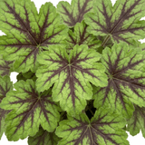 1 Tiarella Angel Wings Foam Flower Plant, Hardy Shade Loving Perennial, 2 Litre Root Ball - Frankton's