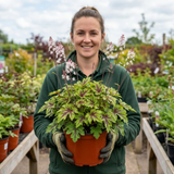 1 Tiarella Angel Wings Foam Flower Plant, Hardy Shade Loving Perennial, 2 Litre Root Ball - Frankton's