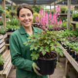 1 Tiarella Pink Skyrocket Plant, Hardy Foam Flower Perennial for Shade Gardens, 2 Litre Root-Ball - Frankton's