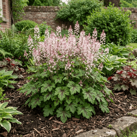 1 Tiarella Pink Skyrocket Plant, Hardy Foam Flower Perennial for Shade Gardens, 2 Litre Root-Ball - Frankton's