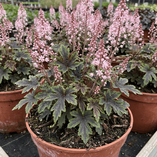 1 Tiarella Pink Skyrocket Plant, Hardy Foam Flower Perennial for Shade Gardens, 2 Litre Root-Ball - Frankton's