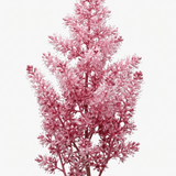 1 Tiarella Pink Skyrocket Plant, Hardy Foam Flower Perennial for Shade Gardens, 2 Litre Root-Ball - Frankton's