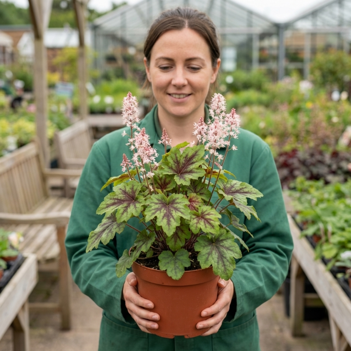 1 Tiarella Sugar and Spice Foam Flower, Hardy Shade Perennial Plant, 2 Litre Root-Ball - Frankton's