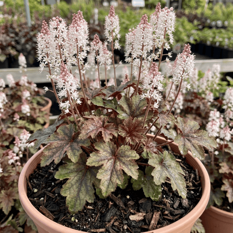 1 Tiarella Sugar and Spice Foam Flower, Hardy Shade Perennial Plant, 2 Litre Root-Ball - Frankton's