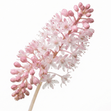 1 Tiarella Sugar and Spice Foam Flower, Hardy Shade Perennial Plant, 2 Litre Root-Ball - Frankton's