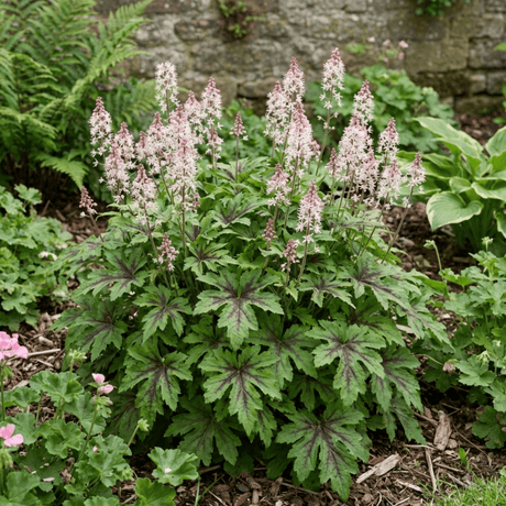 1 Tiarella Sugar and Spice Foam Flower, Hardy Shade Perennial Plant, 2 Litre Root-Ball - Frankton's