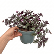 1 Tradescantia JS Brainstorm Live Plant, Hardy Flowering Perennial, 19cm/3 Litre Root Ball - Frankton's