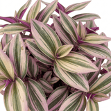 1 Tradescantia JS Brainstorm Live Plant, Hardy Flowering Perennial, 19cm/3 Litre Root Ball - Frankton's