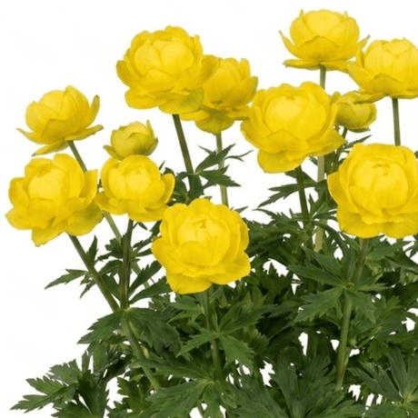 1 Trollius Lemon Queen Globeflower Plant, Spring Flowering Yellow Hardy Perennial, 17cm Root-Ball - Frankton's