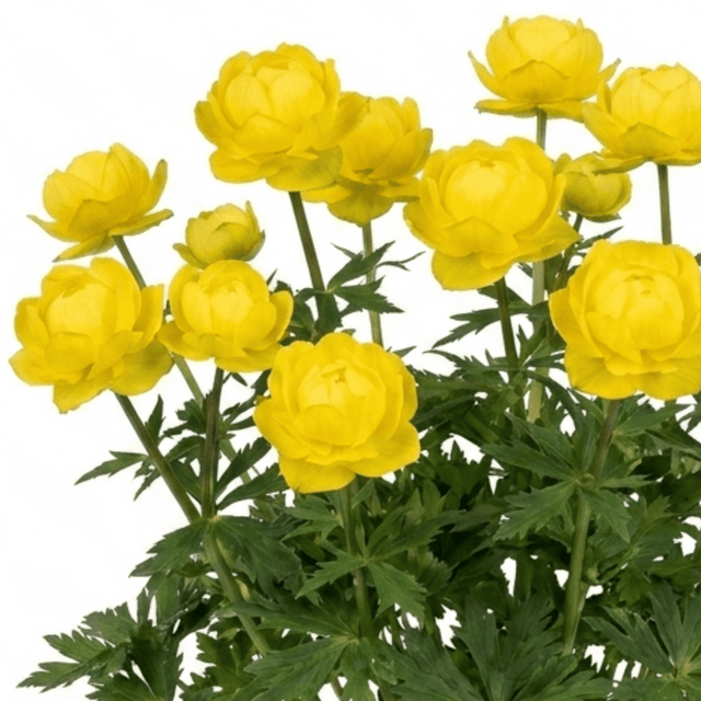 1 Trollius Lemon Queen Globeflower Plant, Spring Flowering Yellow Hardy Perennial, 17cm Root-Ball - Frankton's