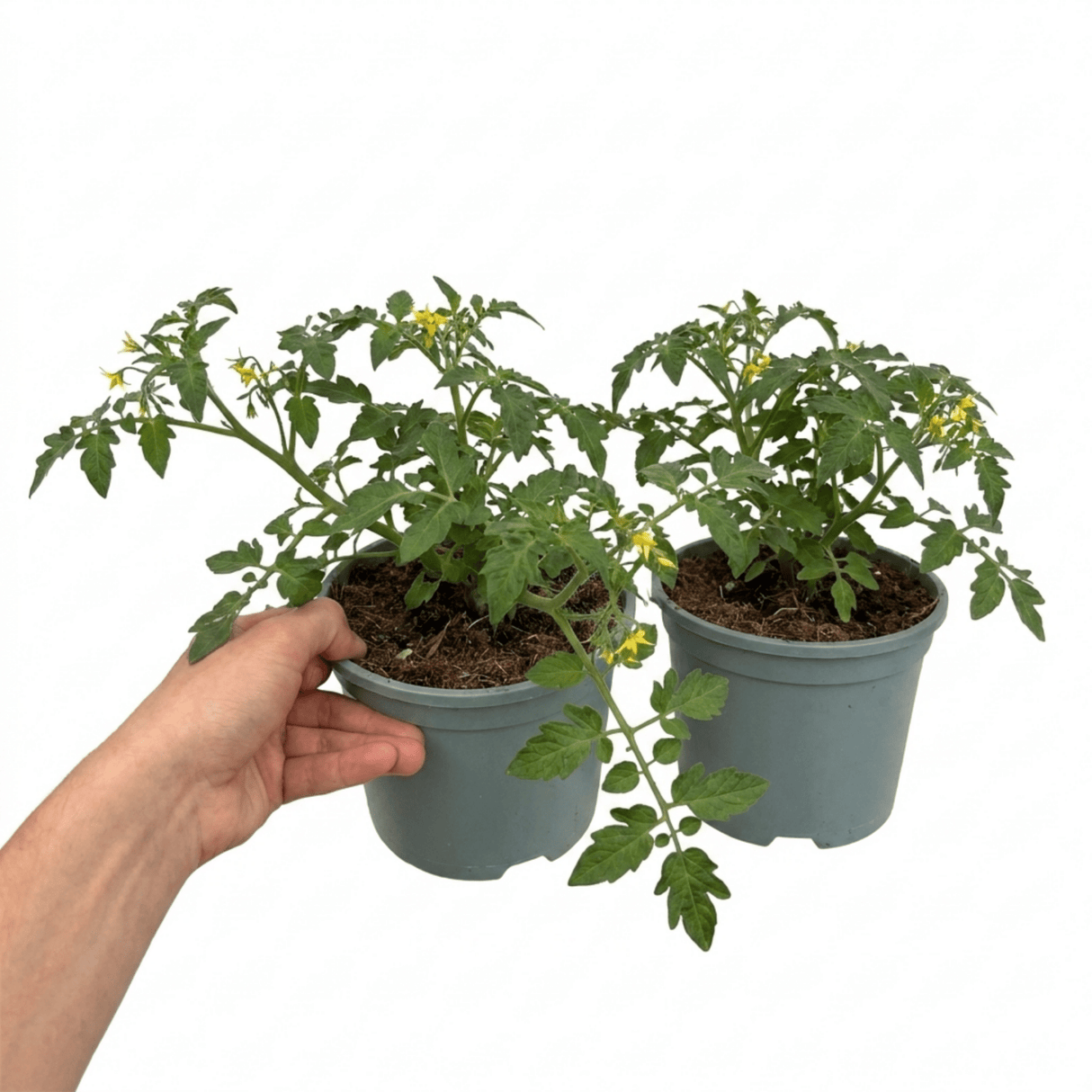 1 Tumbling Tom Red Cherry Tomato Plant, Outdoor Patio Trailing Garden Ready, 2 Litre Root Ball - Frankton's