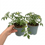 1 Tumbling Tom Red Cherry Tomato Plant, Outdoor Patio Trailing Garden Ready, 2 Litre Root Ball - Frankton's