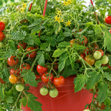 1 Tumbling Tom Red Trailing Tomato Plant, Outdoor Garden Ready, 25cm Root Ball, Hanging Basket - Frankton's