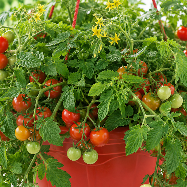 1 Tumbling Tom Red Trailing Tomato Plant, Outdoor Garden Ready, 25cm Root Ball, Hanging Basket - Frankton's
