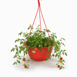 1 Tumbling Tom Red Trailing Tomato Plant, Outdoor Garden Ready, 25cm Root Ball, Hanging Basket - Frankton's