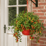 1 Tumbling Tom Red Trailing Tomato Plant, Outdoor Garden Ready, 25cm Root Ball, Hanging Basket - Frankton's