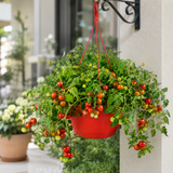 1 Tumbling Tom Red Trailing Tomato Plant, Outdoor Garden Ready, 25cm Root Ball, Hanging Basket - Frankton's