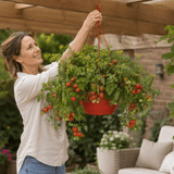 1 Tumbling Tom Red Trailing Tomato Plant, Outdoor Garden Ready, 25cm Root Ball, Hanging Basket - Frankton's