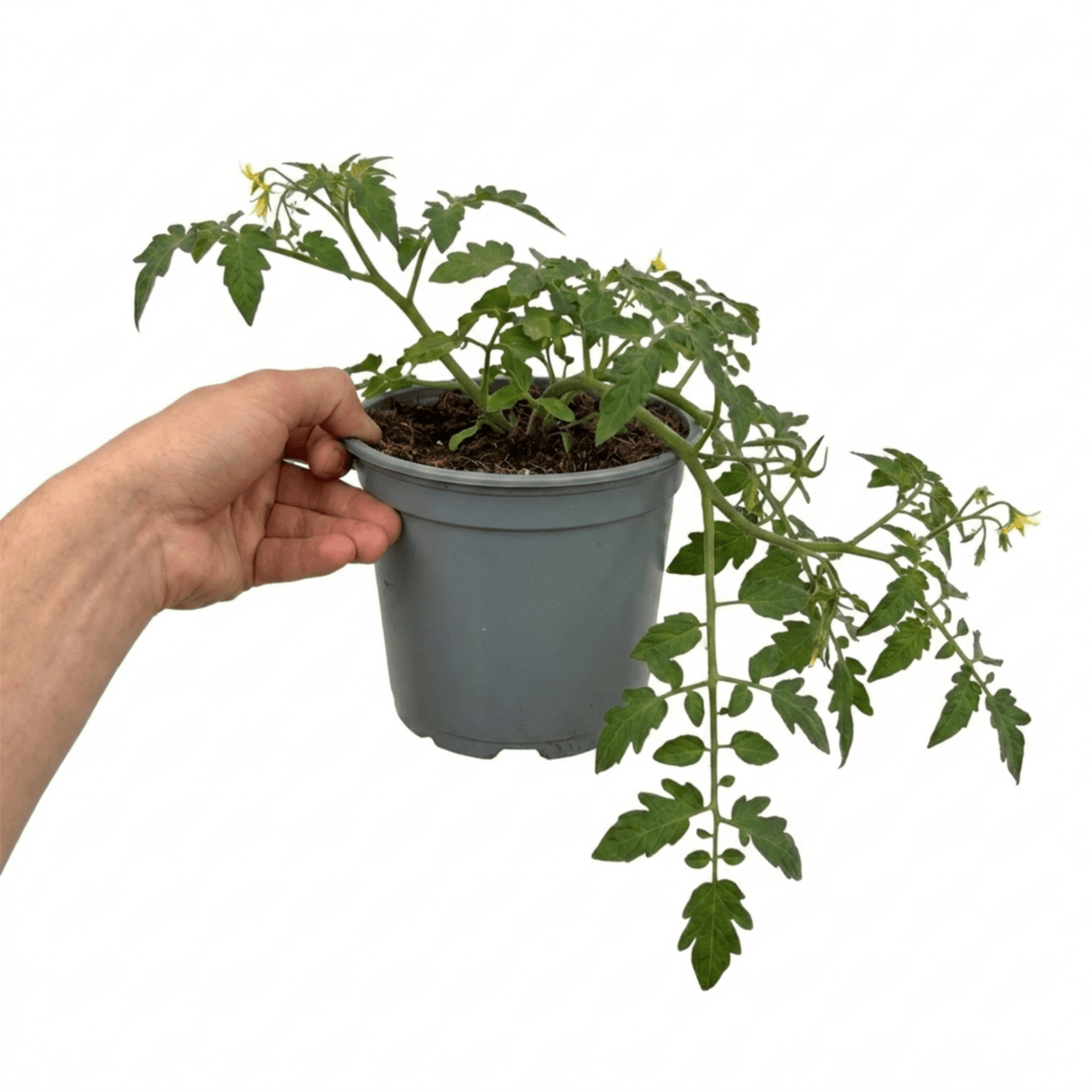 1 Tumbling Tom Yellow Cherry Tomato Plant, Patio Trailing, Outdoor Garden Ready, 2 Litre Root Ball - Frankton's