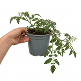 1 Tumbling Tom Yellow Cherry Tomato Plant, Patio Trailing, Outdoor Garden Ready, 2 Litre Root Ball - Frankton's