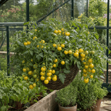 1 Tumbling Tom Yellow Cherry Tomato Plant, Patio Trailing, Outdoor Garden Ready, 2 Litre Root Ball - Frankton's