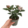 1 Viburnum Eve Price Plant, Evergreen Hardy Flowering Shrub, Garden Ready Hedge Plant, 3L 19cm Root-Ball - Frankton's