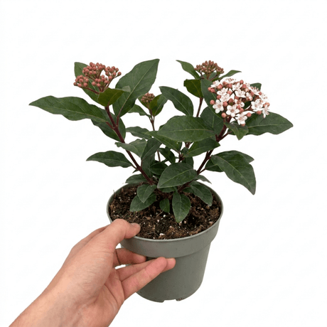1 Viburnum Eve Price Plant, Evergreen Hardy Flowering Shrub, Garden Ready Hedge Plant, 3L 19cm Root-Ball - Frankton's