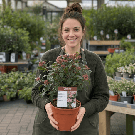 1 Viburnum Eve Price Plant, Evergreen Hardy Flowering Shrub, Garden Ready Hedge Plant, 3L 19cm Root-Ball - Frankton's