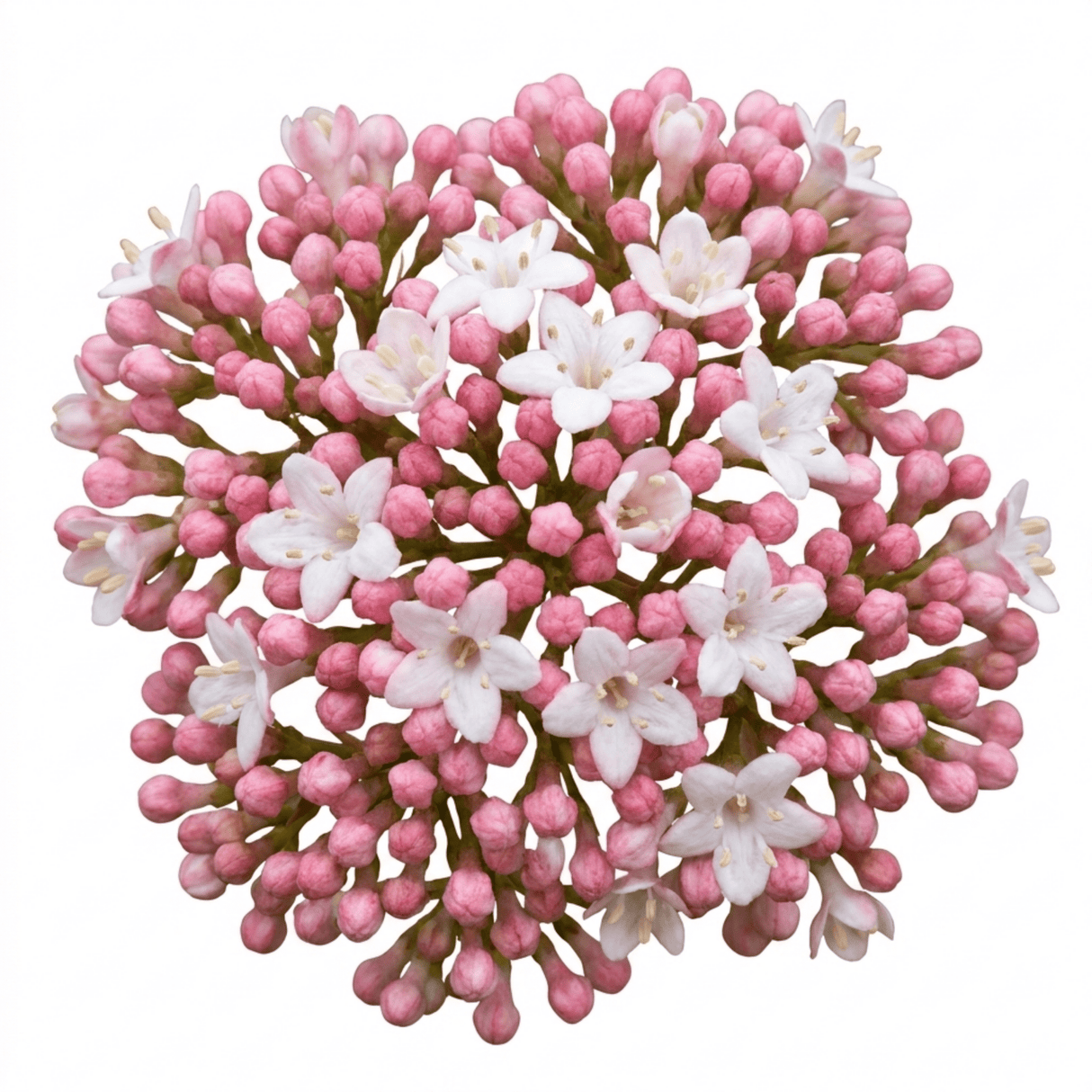 1 Viburnum Eve Price Plant, Evergreen Hardy Flowering Shrub, Garden Ready Hedge Plant, 3L 19cm Root-Ball - Frankton's