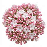 1 Viburnum Eve Price Plant, Evergreen Hardy Flowering Shrub, Garden Ready Hedge Plant, 3L 19cm Root-Ball - Frankton's