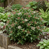 1 Viburnum Tinus Evergreen Hedge Plant, Hardy Outdoor Garden Ready, 7.5L Root Ball - Frankton's