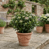 1 Viburnum Tinus Evergreen Hedge Plant, Hardy Outdoor Garden Ready, 7.5L Root Ball - Frankton's