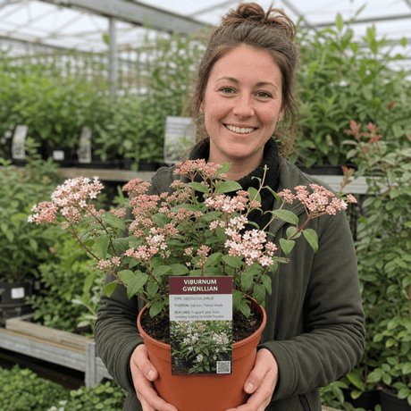 1 Viburnum Tinus Gwenllian Plant, Evergreen Flowering Hardy Garden Shrub, 19cm/3L Root Ball - Frankton's