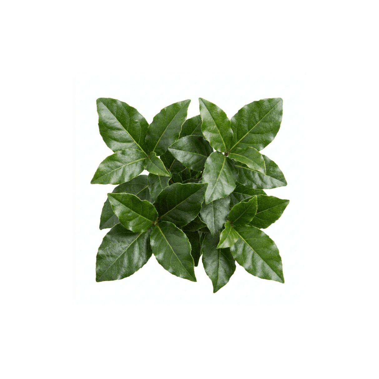 1 Viburnum Tinus Gwenllian Plant, Evergreen Flowering Hardy Garden Shrub, 19cm/3L Root Ball - Frankton's