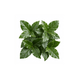 1 Viburnum Tinus Gwenllian Plant, Evergreen Flowering Hardy Garden Shrub, 19cm/3L Root Ball - Frankton's