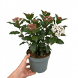 1 Viburnum Tinus Gwenllian Plant, Evergreen Flowering Hardy Garden Shrub, 19cm/3L Root Ball - Frankton's