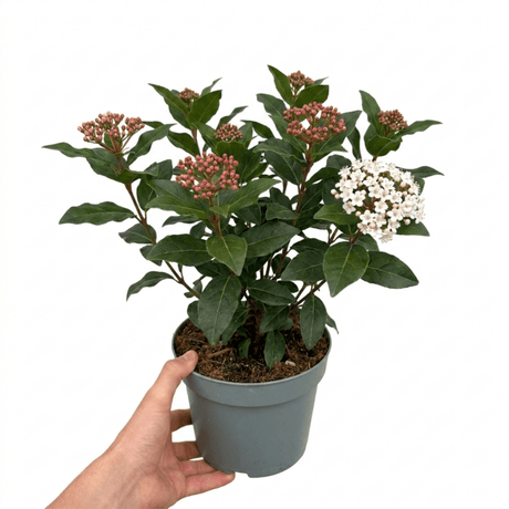 1 Viburnum Tinus Gwenllian Plant, Evergreen Flowering Hardy Garden Shrub, 19cm/3L Root Ball - Frankton's