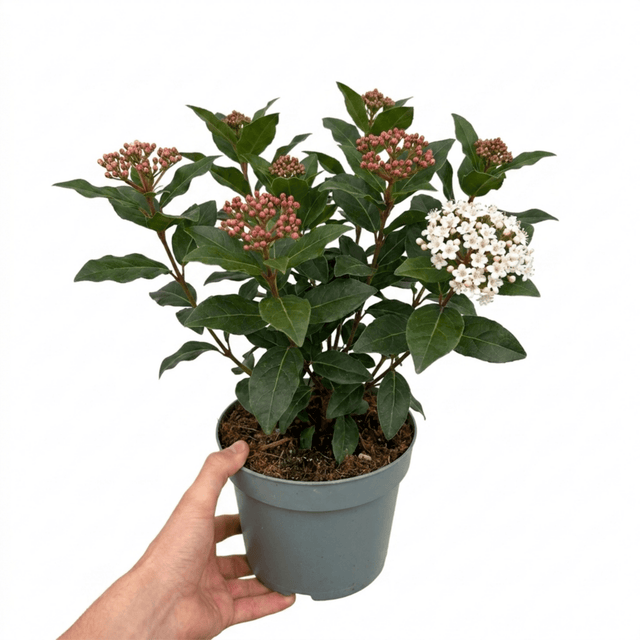 1 Viburnum Tinus Gwenllian Plant, Evergreen Flowering Hardy Garden Shrub, 19cm/3L Root Ball - Frankton's