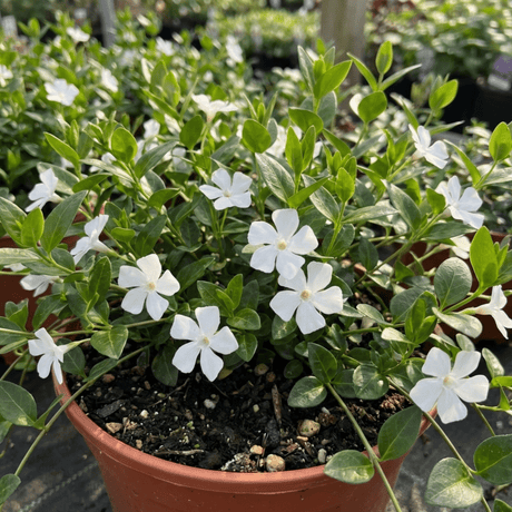 1 Vinca Minor Gertrude Jekyll Plant, Hardy Evergreen Periwinkle Ground Cover, 17cm Root-Ball - Frankton's