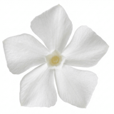 1 Vinca Minor Gertrude Jekyll Plant, Hardy Evergreen Periwinkle Ground Cover, 17cm Root-Ball - Frankton's