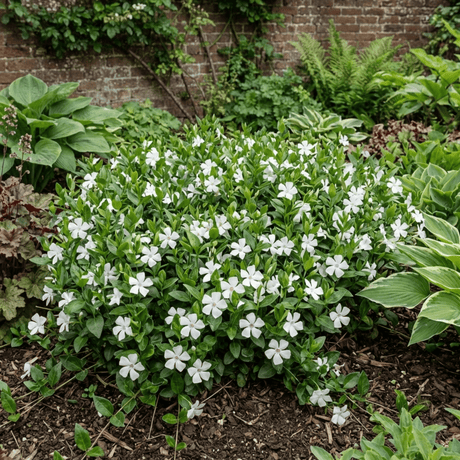 1 Vinca Minor Gertrude Jekyll Plant, Hardy Evergreen Periwinkle Ground Cover, 17cm Root-Ball - Frankton's