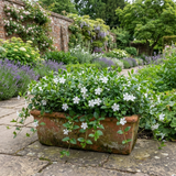 1 Vinca Minor Gertrude Jekyll Plant, Hardy Evergreen Periwinkle Ground Cover, 17cm Root-Ball - Frankton's