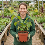 1 Vitis Strawberry Wine Grape Vine Plant, Hardy Outdoor Garden Ready, 3 Litre Root-Ball - Frankton's