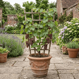 1 Vitis Strawberry Wine Grape Vine Plant, Hardy Outdoor Garden Ready, 3 Litre Root-Ball - Frankton's